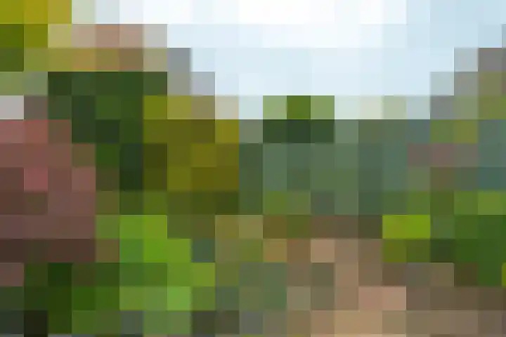 Wilhelminaweg 84 d Dieren thumbnail 35