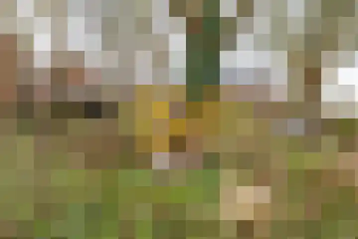 Wilkemaheerd 67 Groningen thumbnail 59