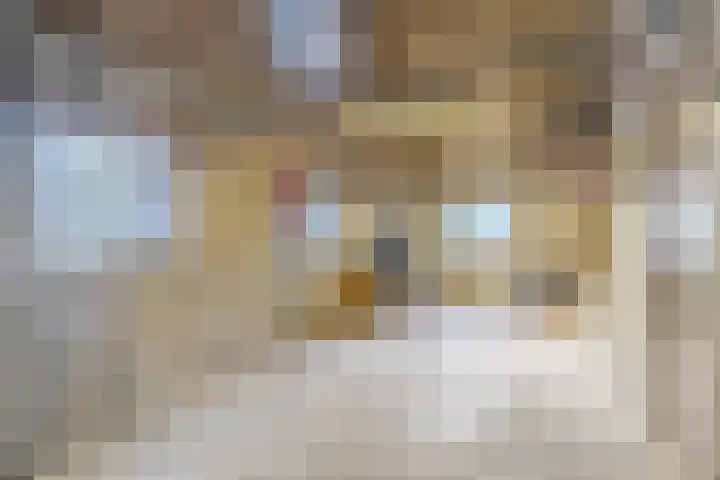Willeke Joostenstraat 45 Bosschenhoofd thumbnail 34