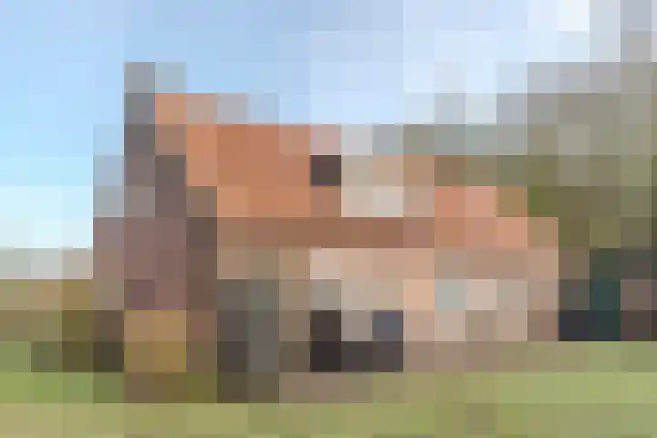 Willeke Joostenstraat 45 Bosschenhoofd thumbnail 64