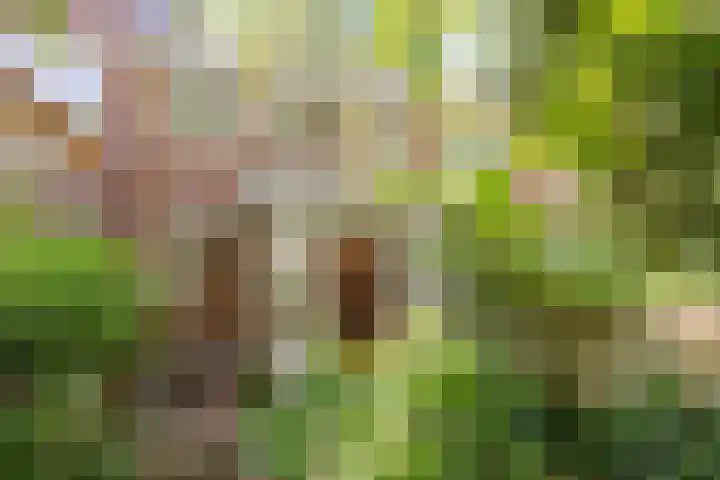 Willem Arntszkade 48 Utrecht thumbnail 15