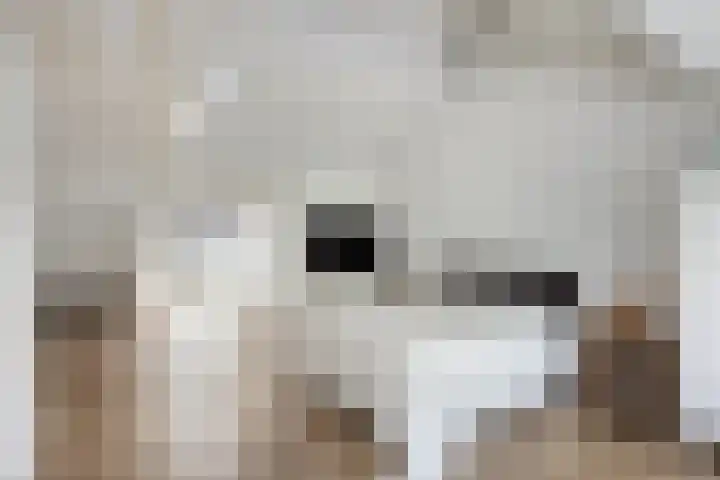 Willem Barentszstraat 9 Utrecht thumbnail 54