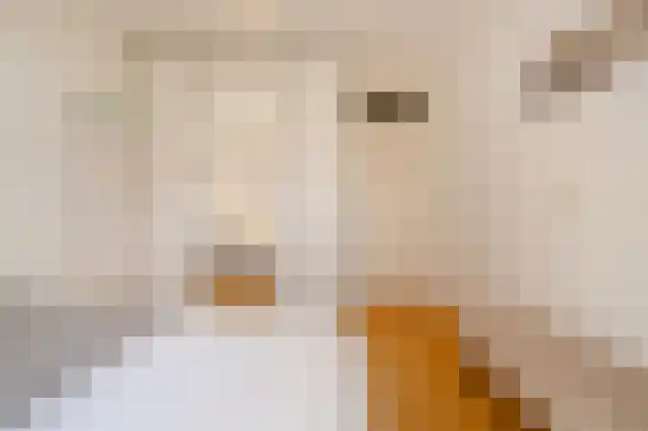 Willem de Zwijgerlaan 12 A Den Haag thumbnail 27