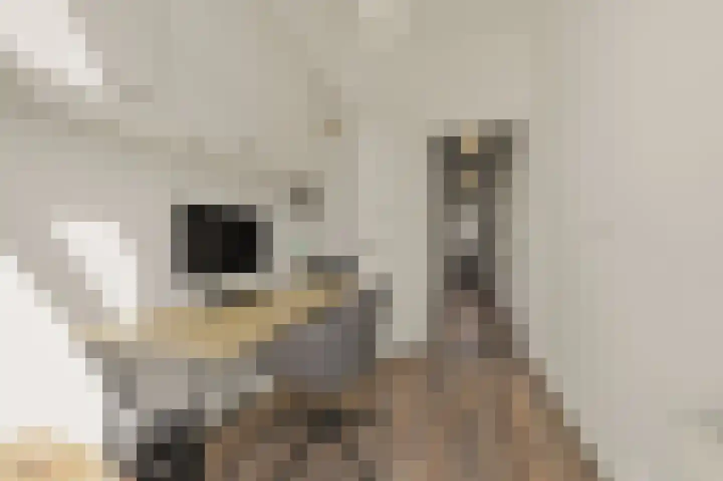 Willem de Zwijgerlaan 132 Den Haag thumbnail 52