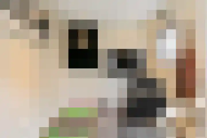 Willem de Zwijgerlaan 18 Maartensdijk thumbnail 33