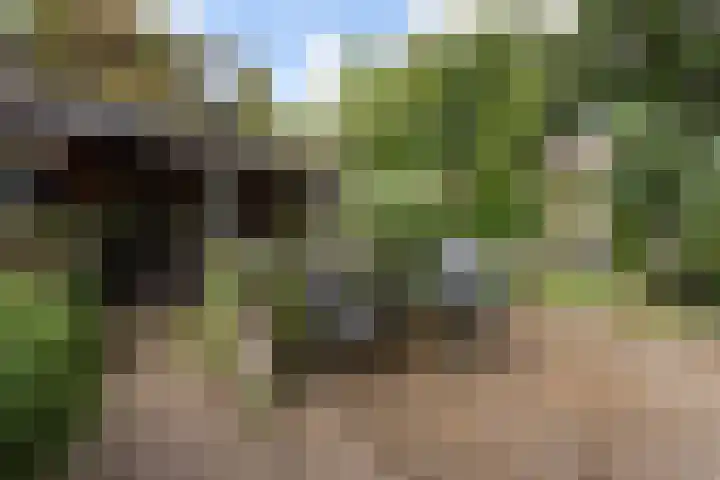 Willem de Zwijgerlaan 46 Castricum thumbnail 12