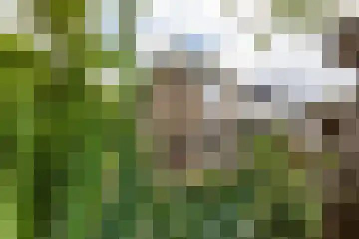 Willem de Zwijgerlaan 46 Castricum thumbnail 22