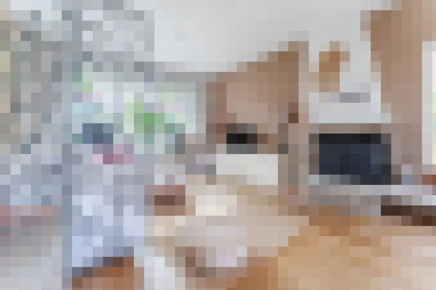 Willem de Zwijgerlaan 65 Castricum thumbnail 6
