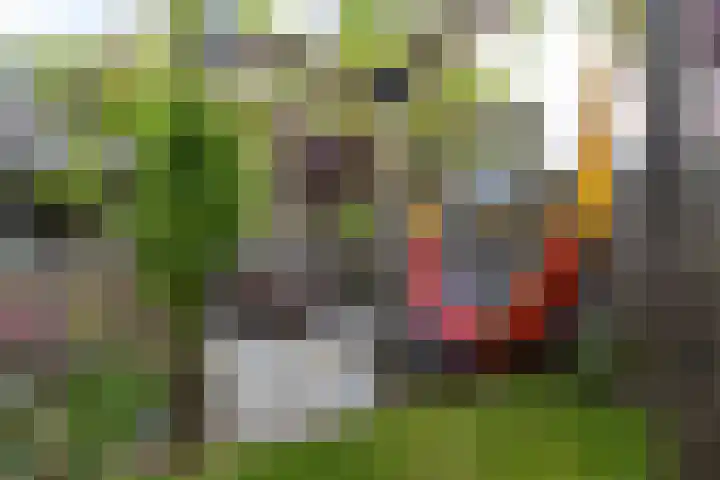 Willem de Zwijgerlaan 78 Castricum thumbnail 26