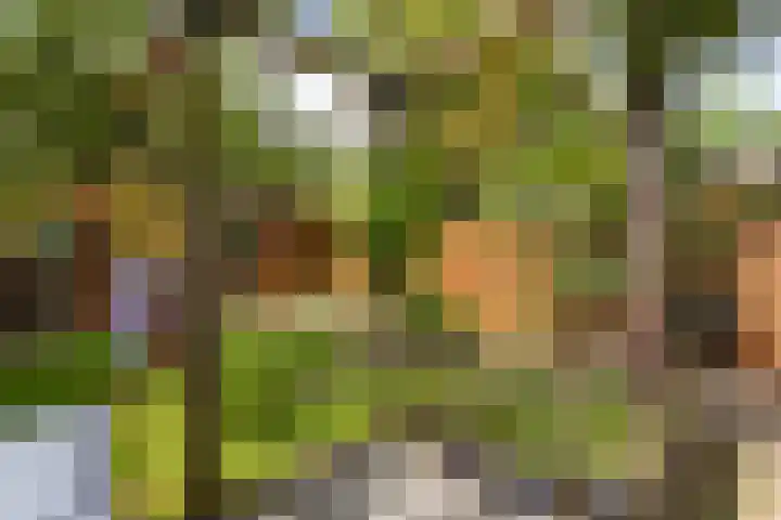 Willem de Zwijgerlaan 78 Castricum thumbnail 27