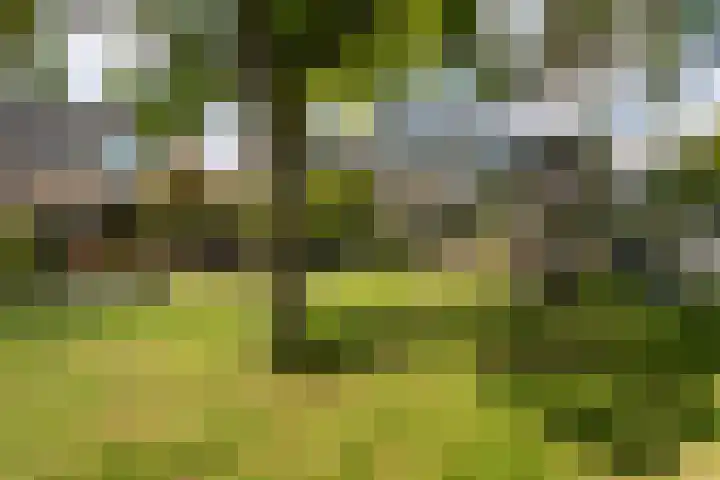 Willem de Zwijgerlaan 78 Castricum thumbnail 54