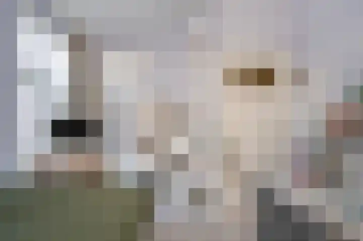 Willem de Zwijgerlaan 95 Den Haag thumbnail 29