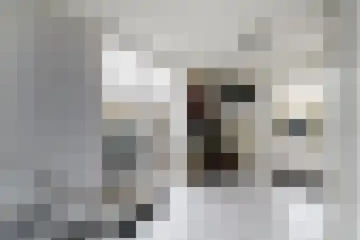 Willem de Zwijgerstraat 6 Wolvega thumbnail 12