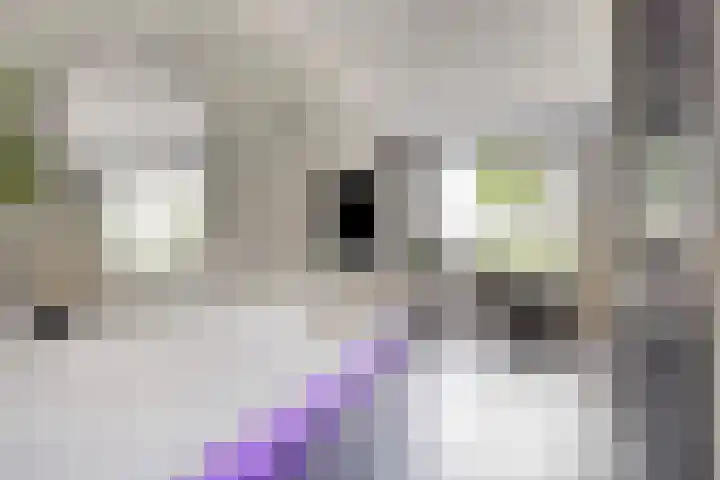 Willem Hendrik Zwartallee 77 Kampen thumbnail 8