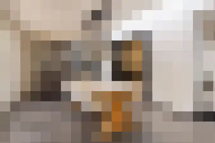 Willem I-laan 18 Oss thumbnail 22
