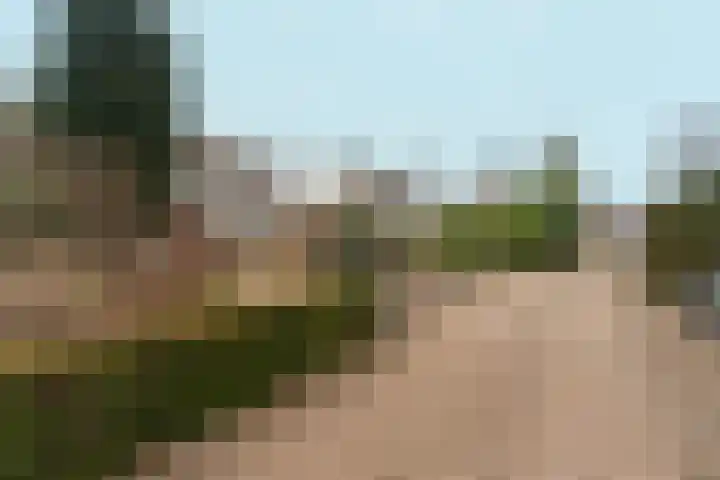 Willem Keslaan 4 Dieren thumbnail 40