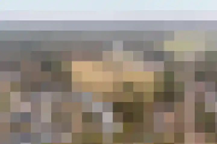 Willem Keslaan 4 Dieren thumbnail 44