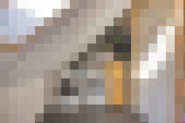 Willem Kloospad 17 's-Hertogenbosch thumbnail 29