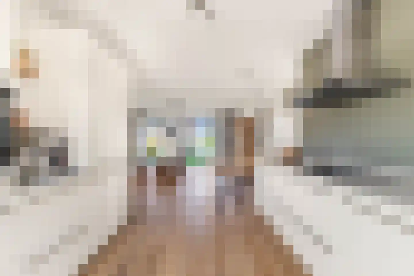 Willem Lodewijkhof 7 Alkmaar thumbnail 8