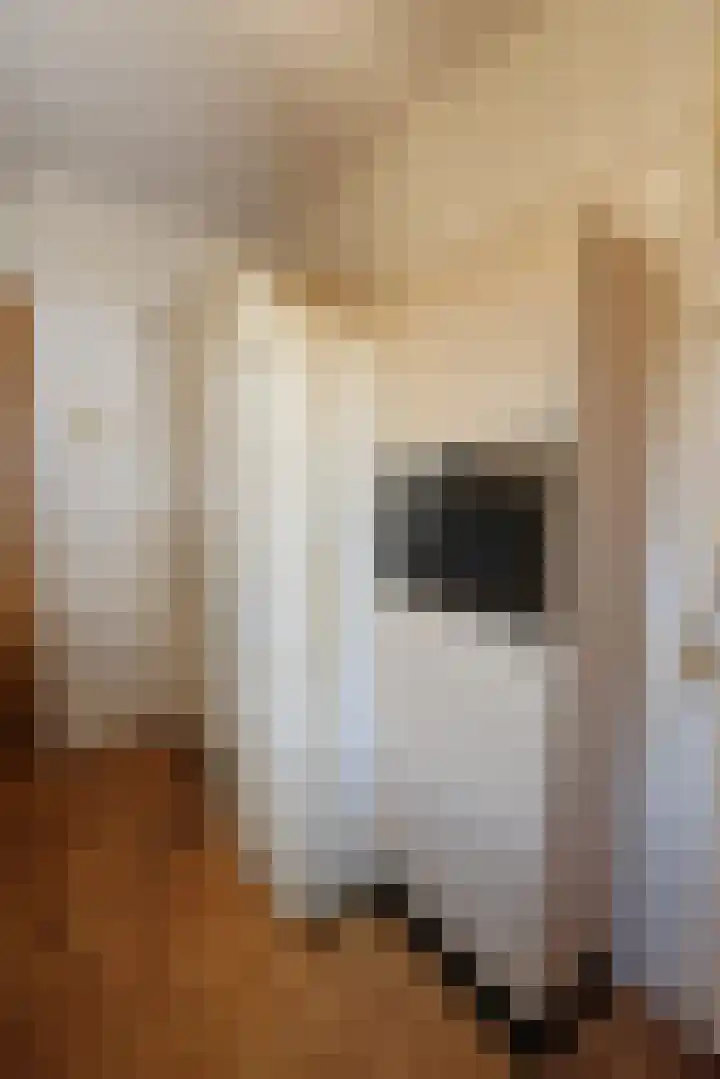 Willem Lodewijkstraat 16 Sneek thumbnail 19