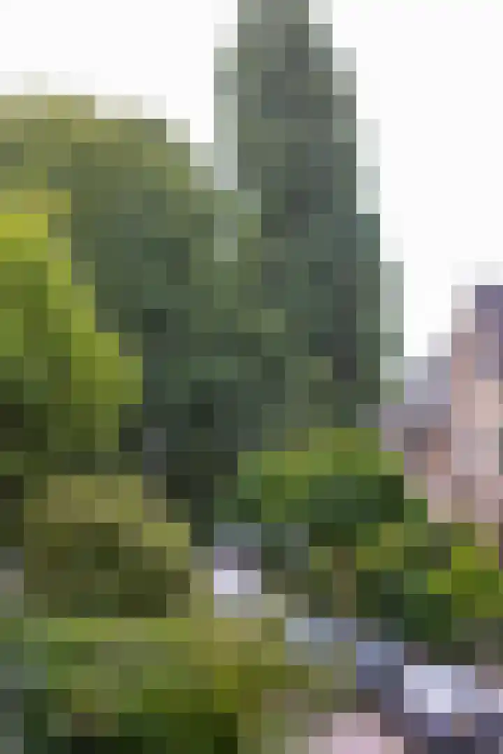 Willem Nagellaan 10 Rotterdam thumbnail 30