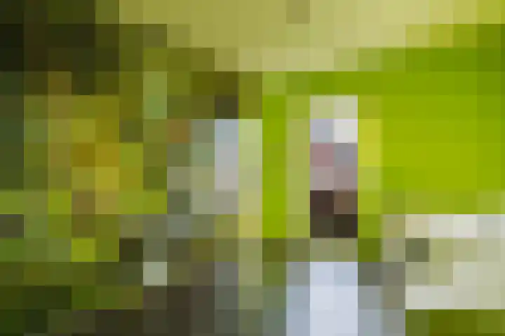 Willem Passtoorsstraat 24 Zundert thumbnail 35