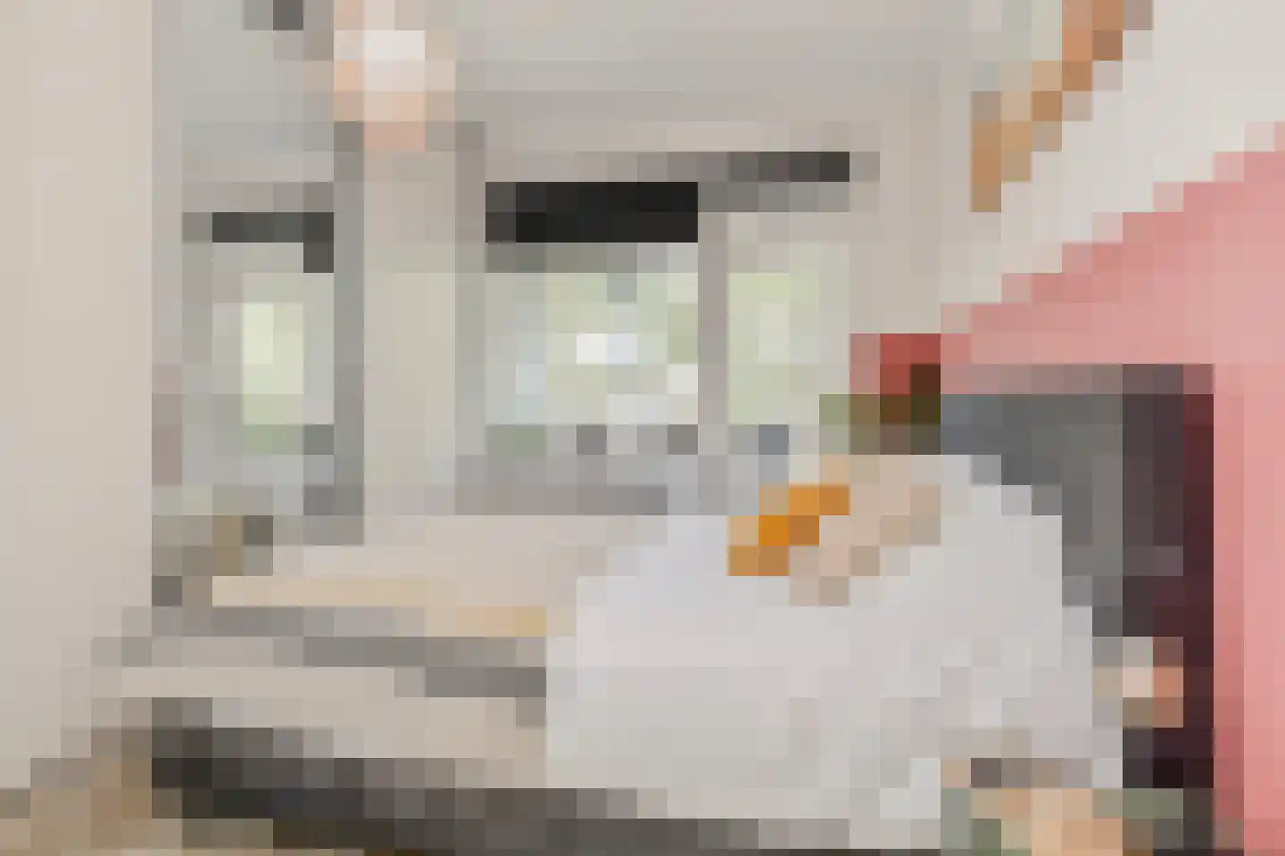 Willem Pijperstraat 31 Den Haag thumbnail 17
