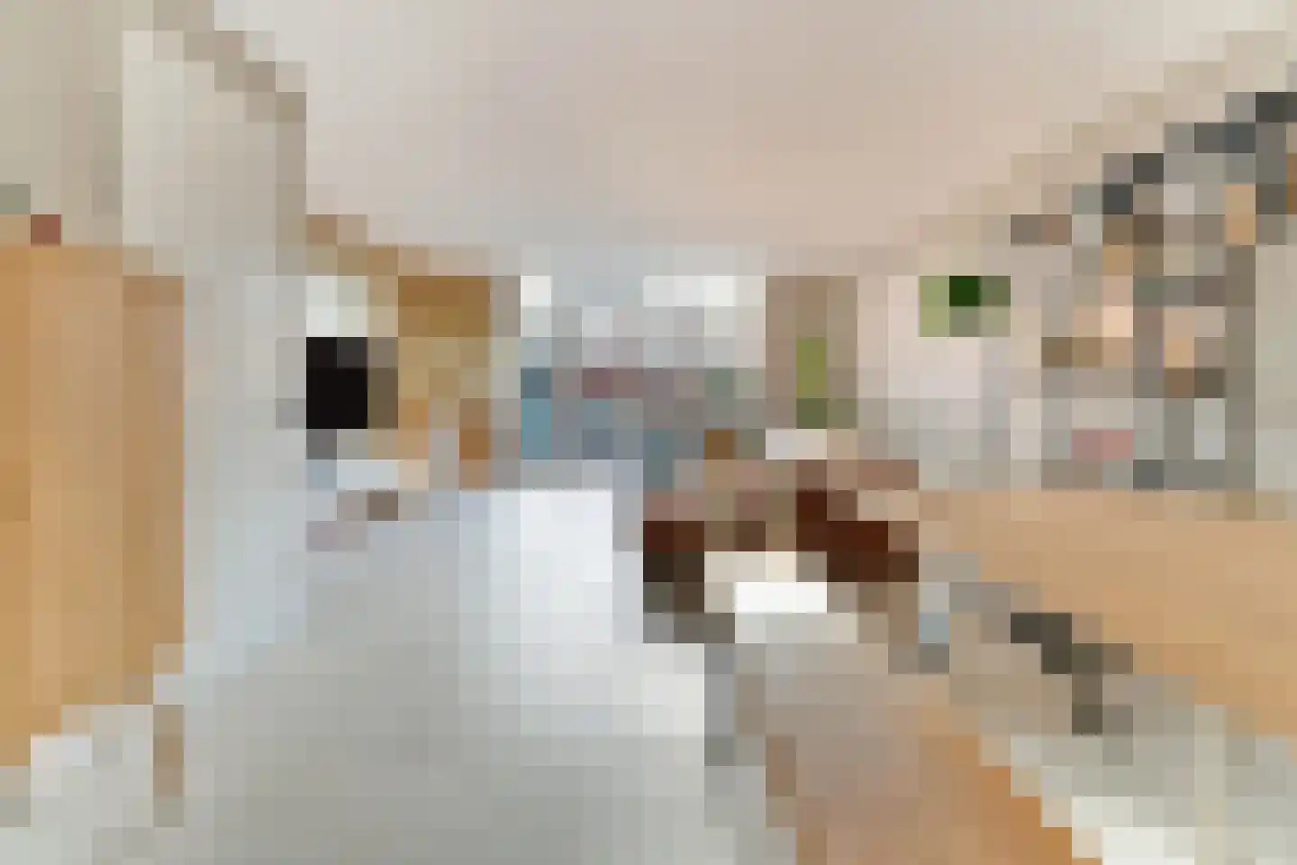 Willem Sijpesteijnstraat 2 A 1 Assendelft thumbnail 21
