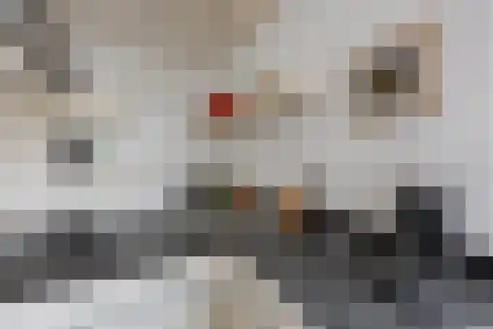 Willem Sparkweg 5 Sint-Michielsgestel thumbnail 16