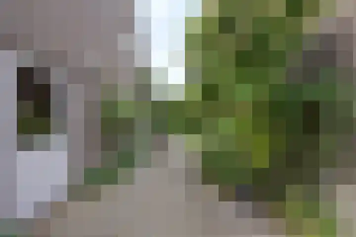 Willem Sparkweg 5 Sint-Michielsgestel thumbnail 39
