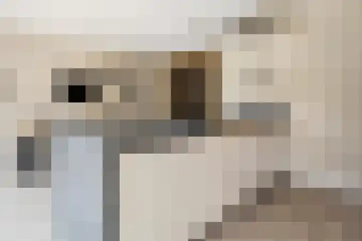 Willem Stoltehof 3 Raalte thumbnail 18