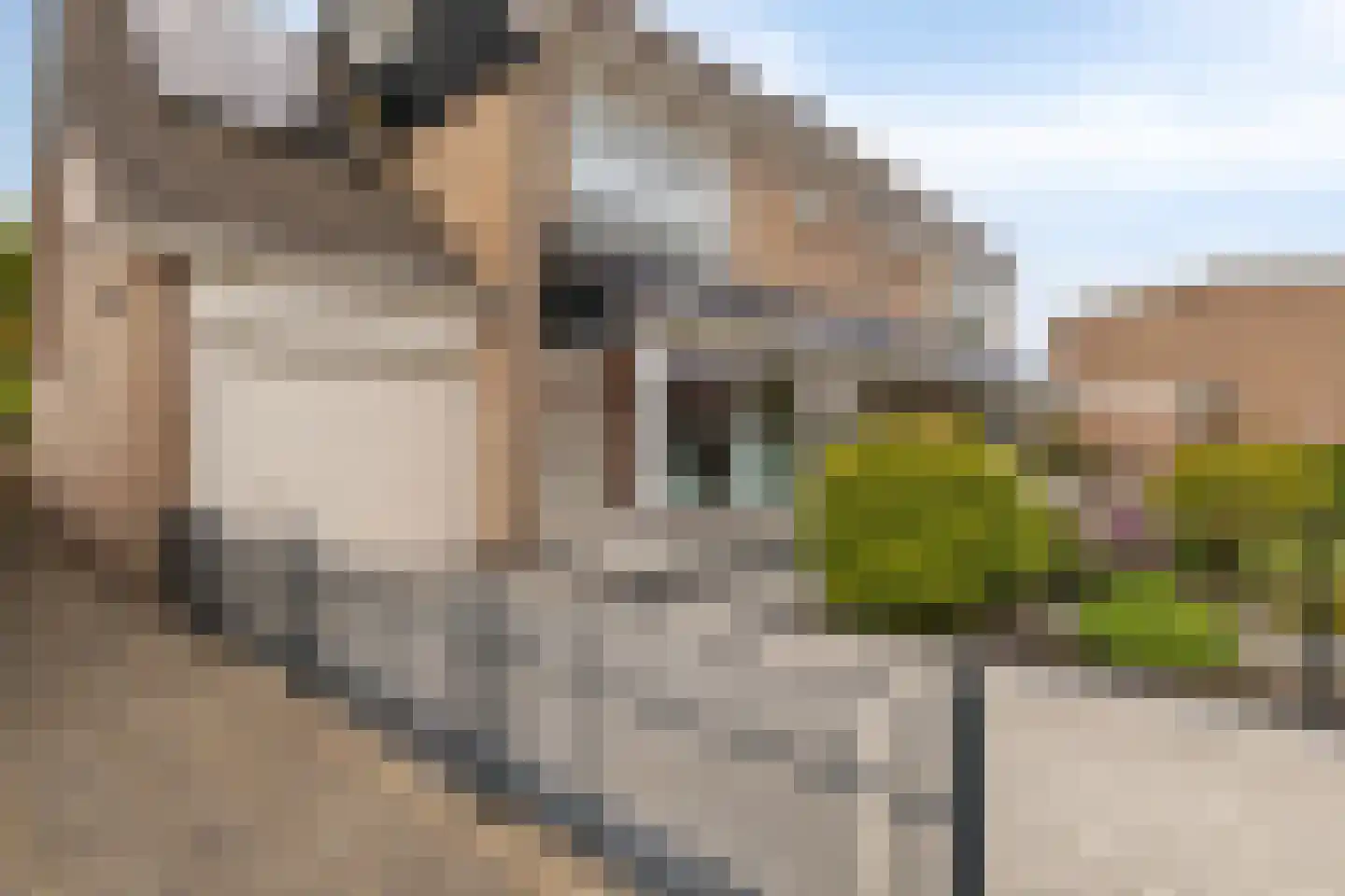 Willem 't Hartstraat 6 't Zand thumbnail 6