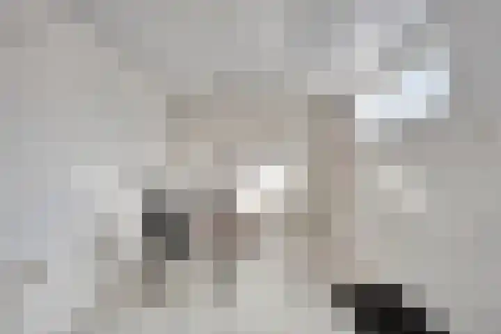 Willem van den Bergstraat 1 Volendam thumbnail 19