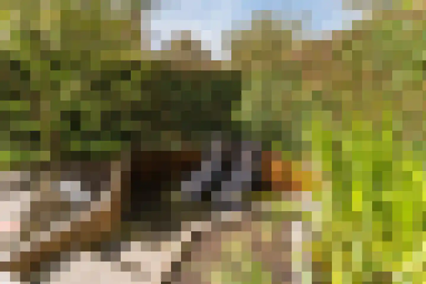 Willemsbos 101 Hoofddorp thumbnail 14