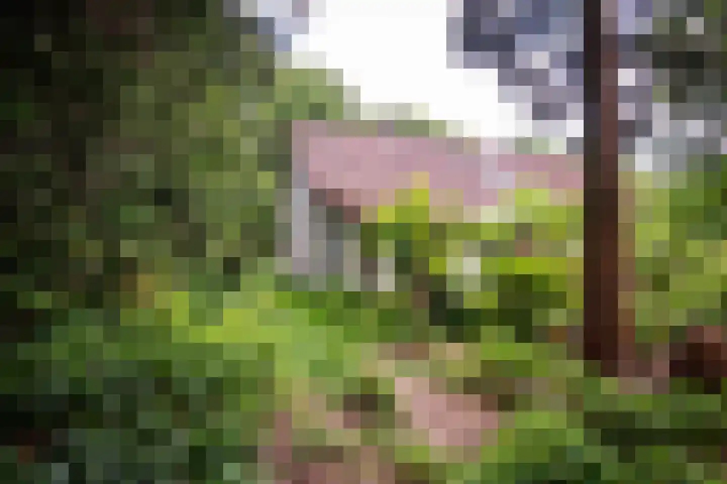 Willemsbos 4 Ugchelen thumbnail 13