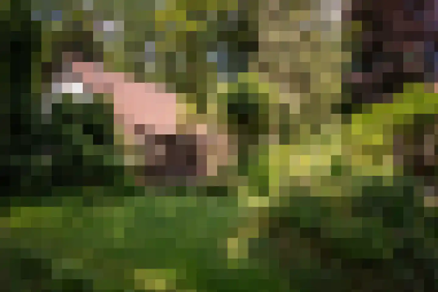 Willemsbos 4 Ugchelen thumbnail 14