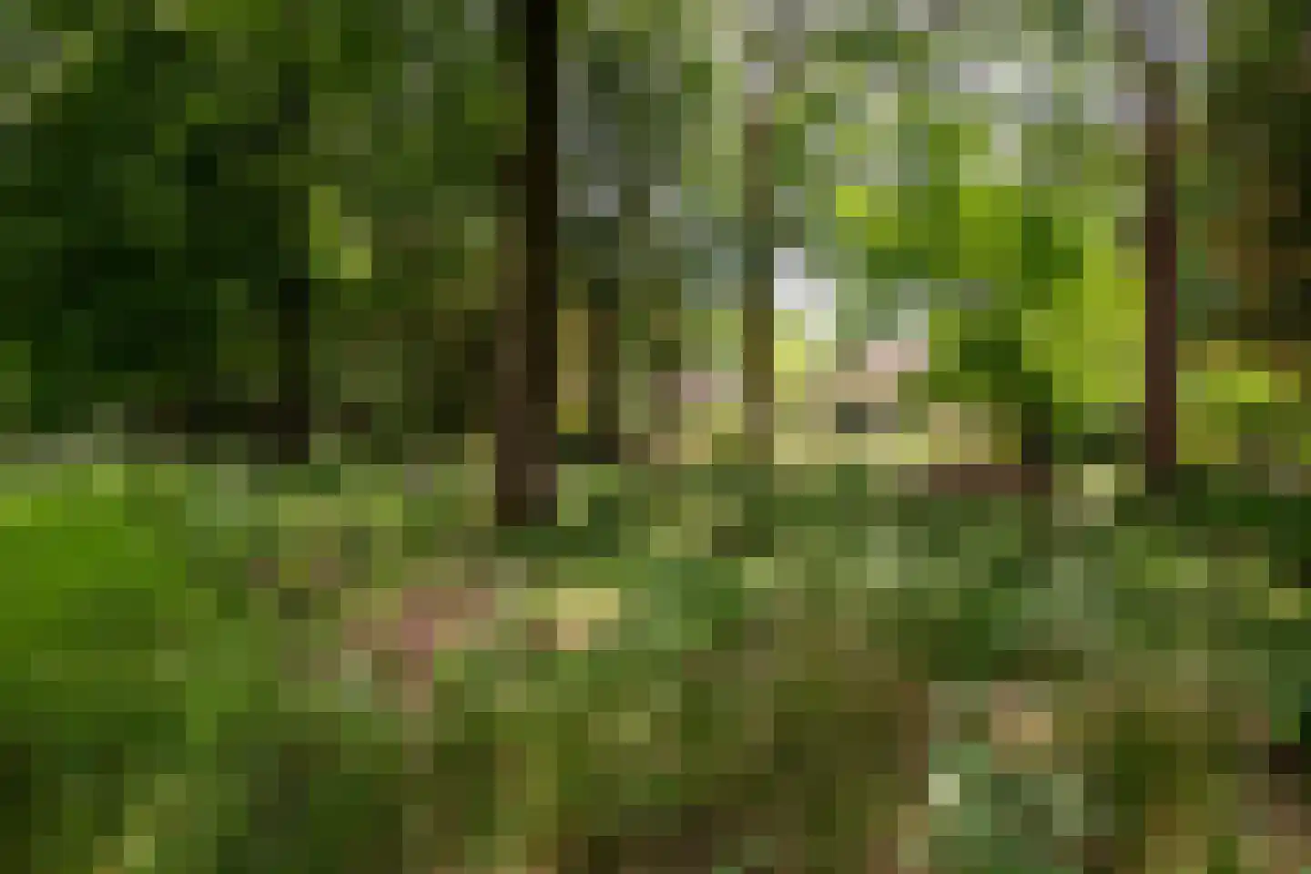 Willemsbos 4 Ugchelen thumbnail 15