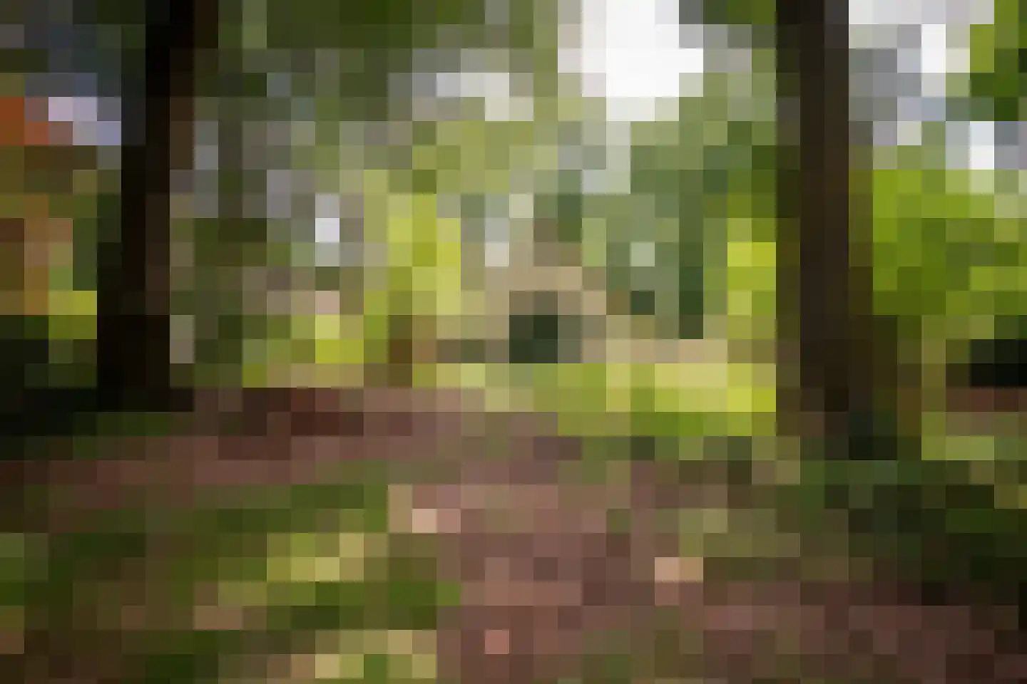 Willemsbos 4 Ugchelen thumbnail 16