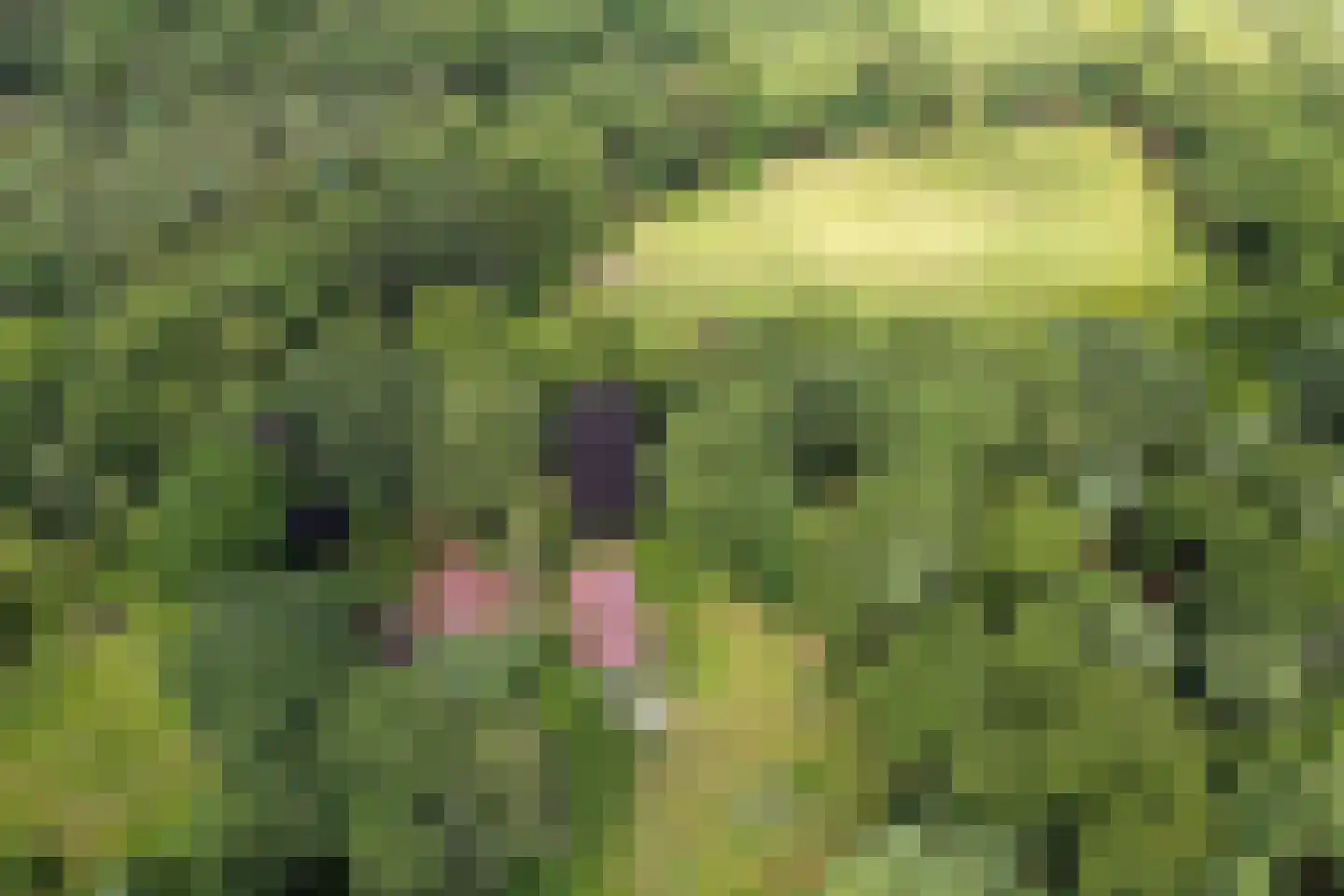 Willemsbos 4 Ugchelen thumbnail 30
