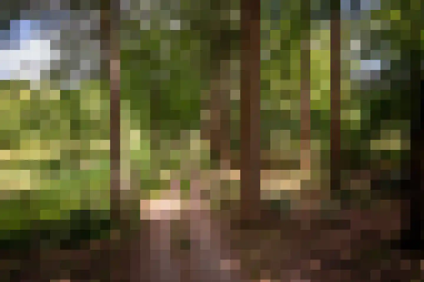 Willemsbos 4 Ugchelen thumbnail 4