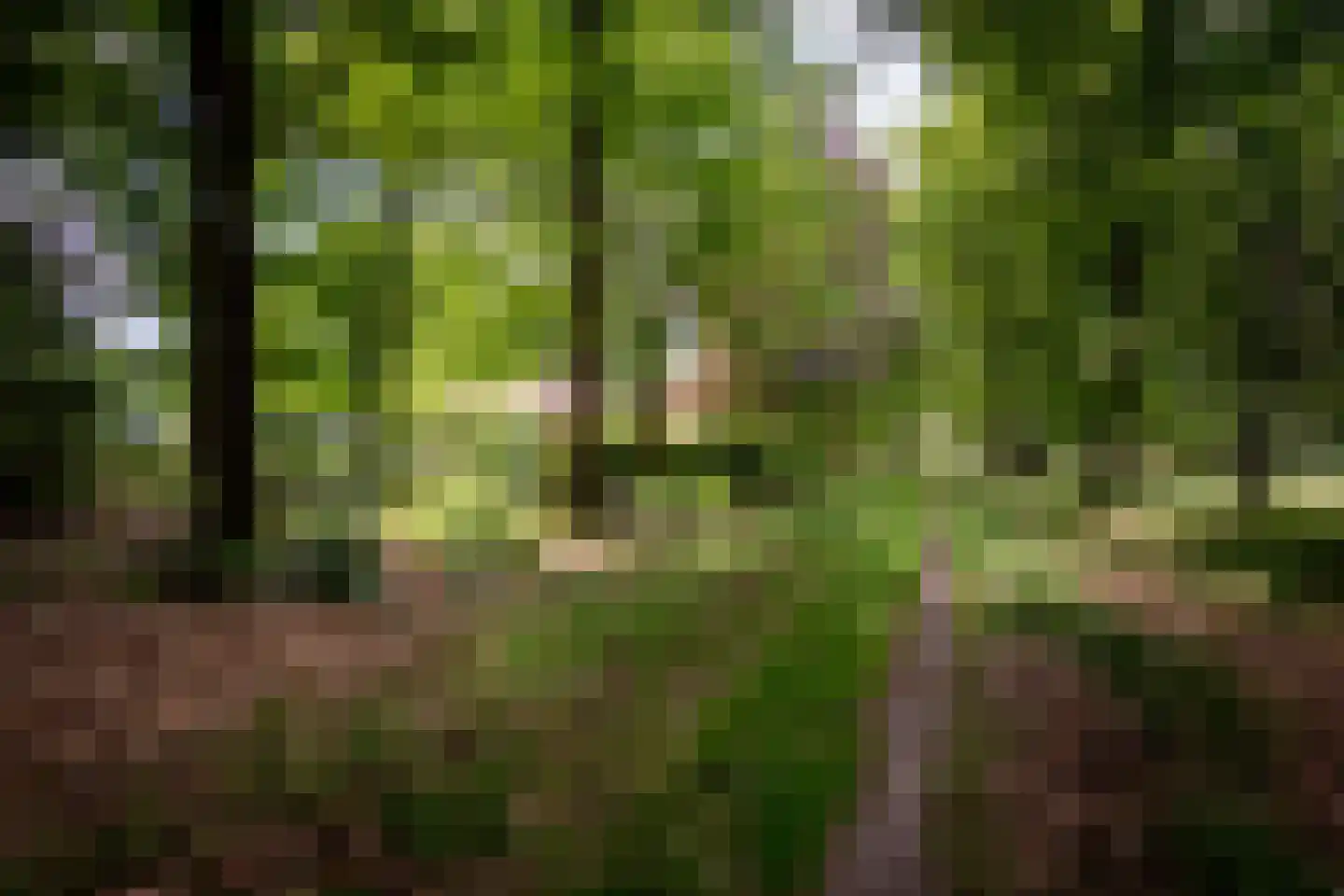 Willemsbos 4 Ugchelen thumbnail 5