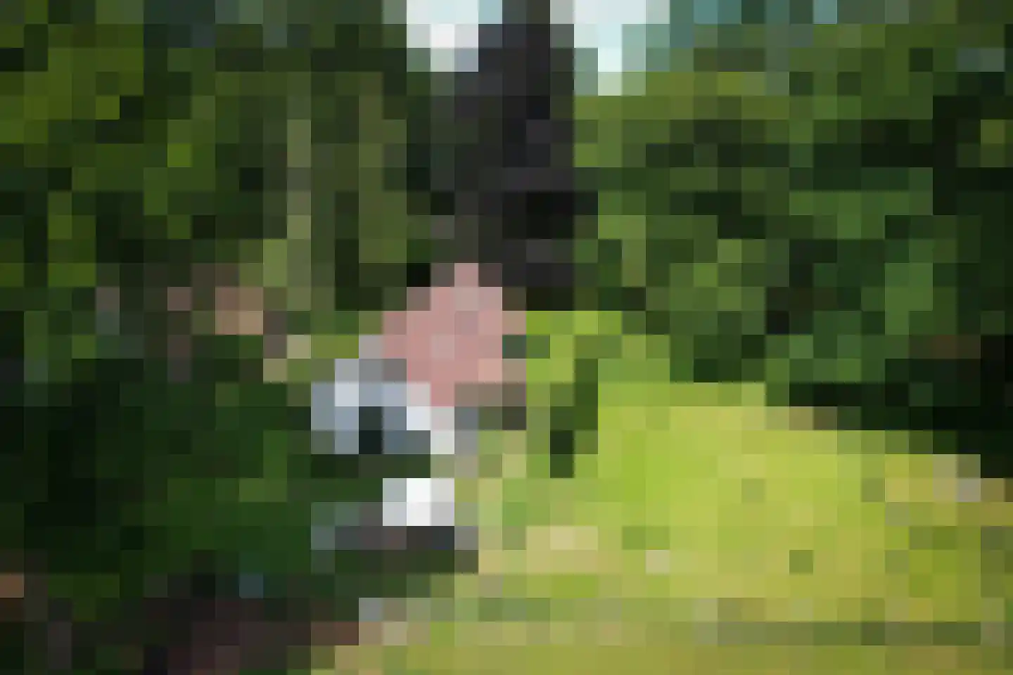Willemsbos 4 Ugchelen thumbnail 6