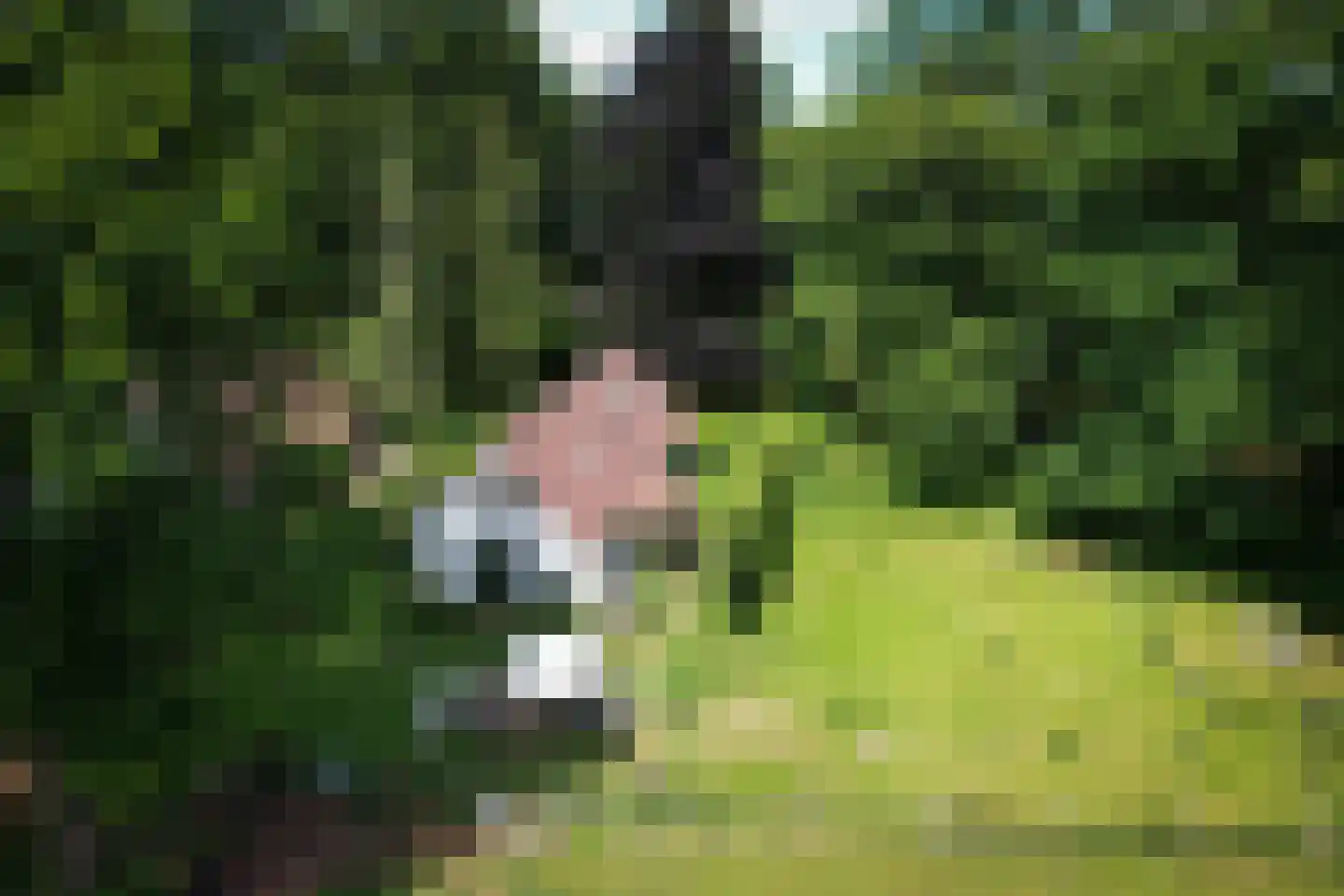 Willemsbos 4 Ugchelen thumbnail 6
