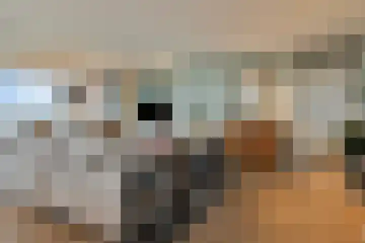 Willemspoort 69 's-Hertogenbosch thumbnail 13
