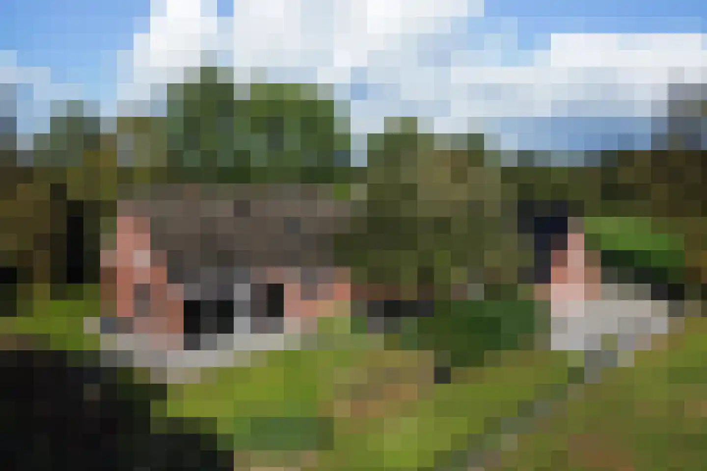 Willemstad 1 in Appelscha