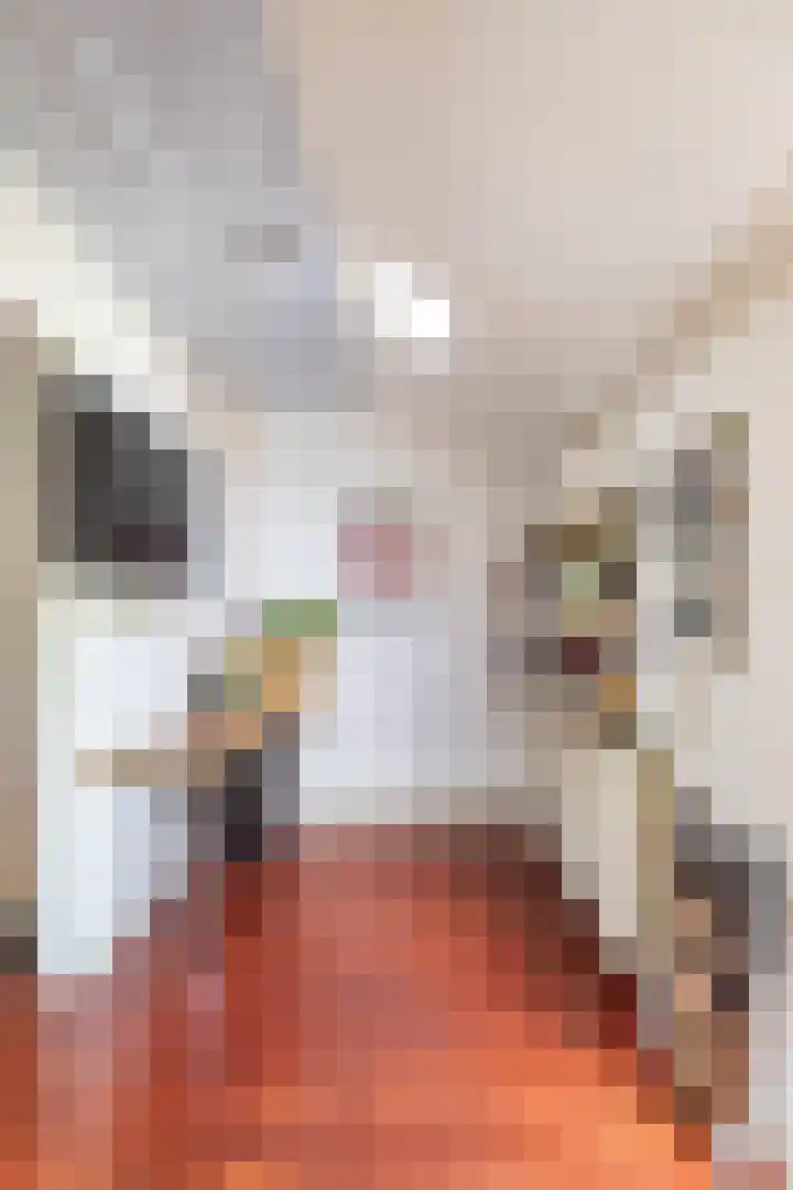 Willemstraat 24 Groningen thumbnail 20