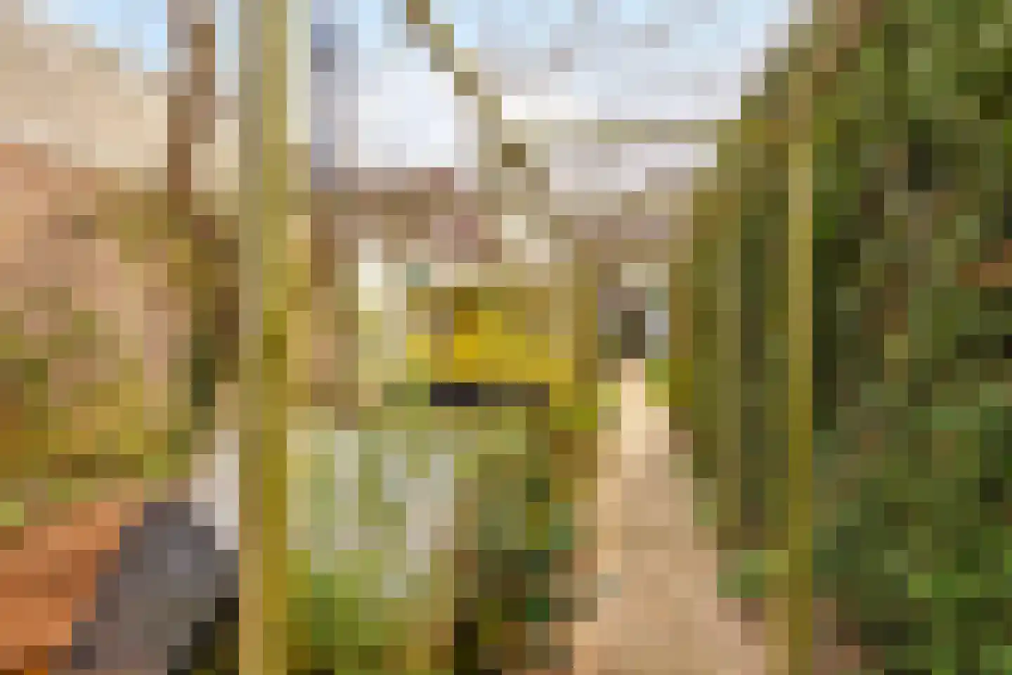 Willemstraat 34 Velp thumbnail 28