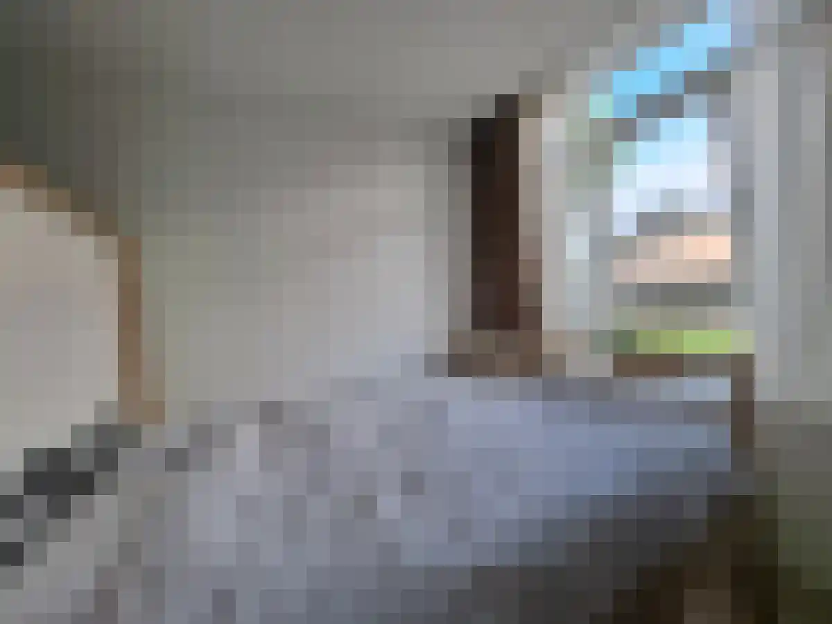 Willemstraat 5 Breda thumbnail 5