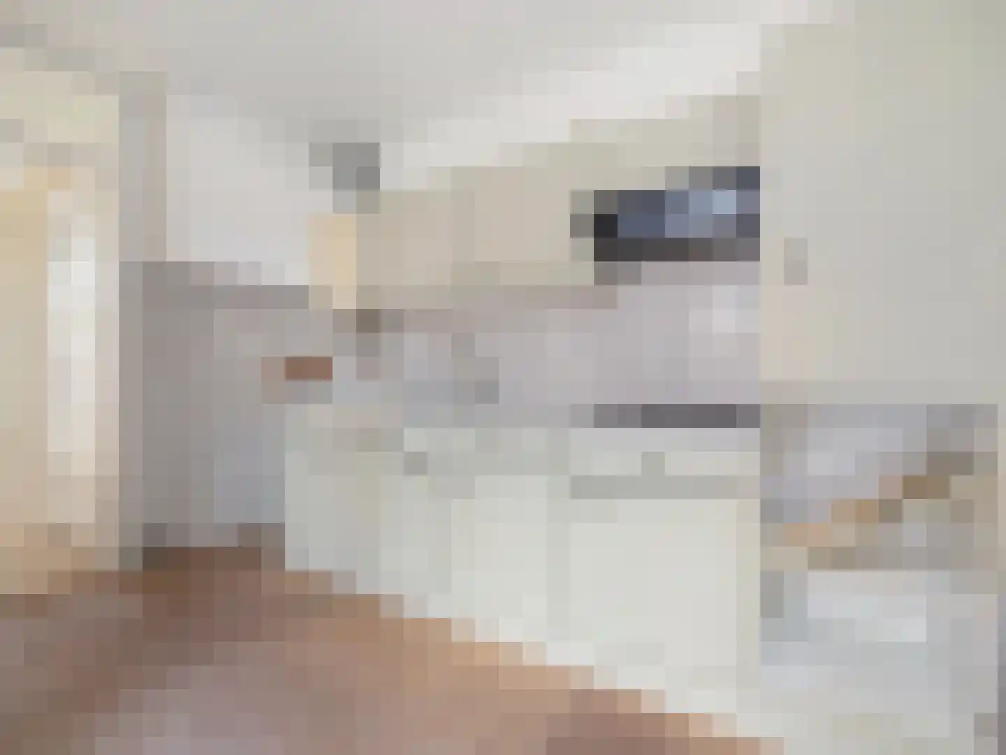 Willemstraat 53 Voorburg thumbnail 5