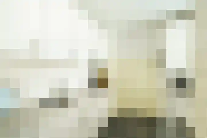 Willemstraat 54 Zoetermeer thumbnail 6